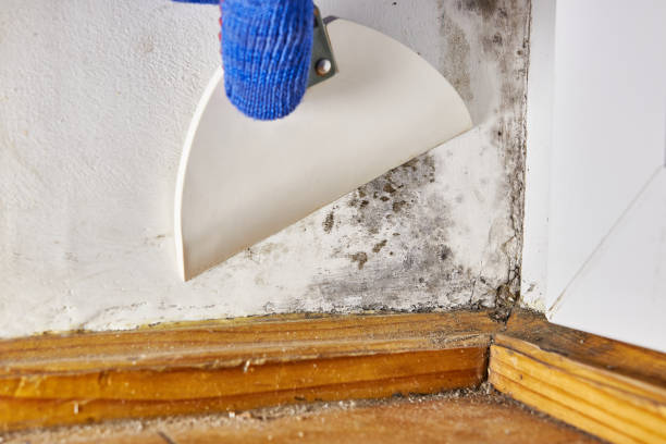 Mold Remediation for Vacation Homes in Orange, TX